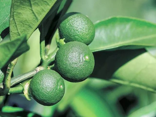 柑气楼养护洗发水500g